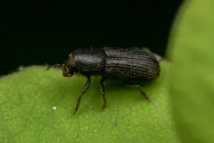 Hylastes gracilis thumbnail 2