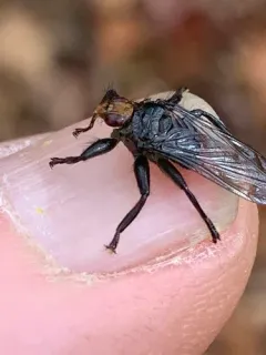 Ornithoctona erythrocephala thumbnail 2