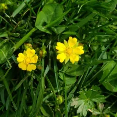 Spotted Cinquefoil thumbnail 3
