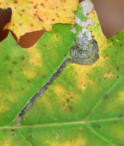 Stigmella nigriverticella