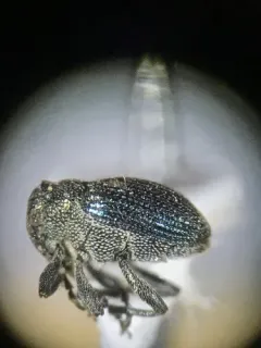 Ceutorhynchus erysimi thumbnail 3