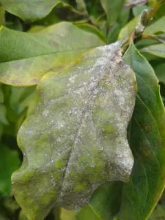 Erysiphe magnifica thumbnail 3