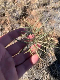 Gray's Milkvetch thumbnail 4