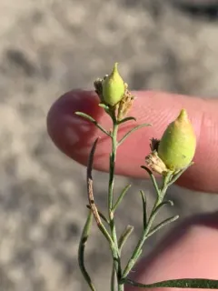 Rhopalomyia gutierreziae thumbnail 2