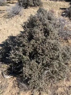 Littleleaf Mountain Mahogany thumbnail 4