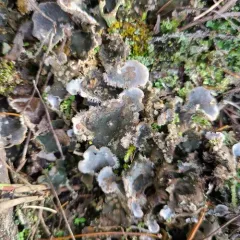 sheepish pelt lichen thumbnail 1