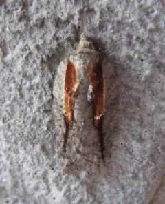 Acleris youngana thumbnail 2