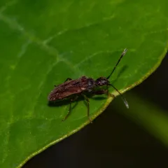 Eastern Heraeus Seed Bug thumbnail 2