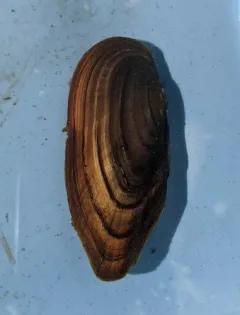 Eastern Pondmussel thumbnail 2