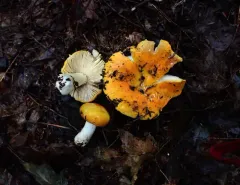 Russula xantho thumbnail 3