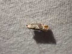 Epinotia medioplagata thumbnail 2