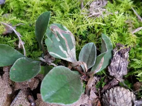 Ophiomyia coniceps