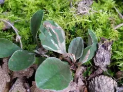 Ophiomyia coniceps thumbnail 1