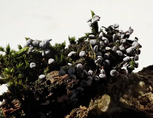 Didymium clavus