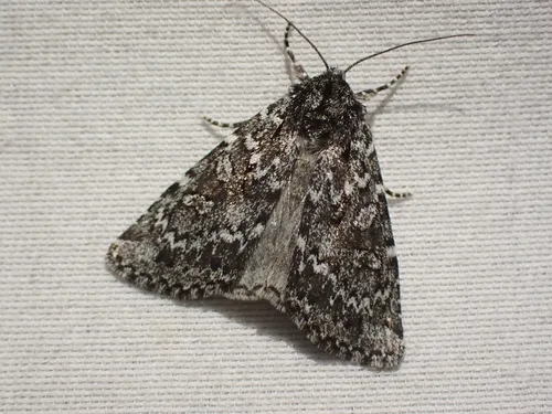 Mixta Xestia Moth