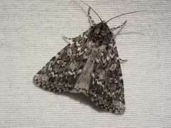Mixta Xestia Moth thumbnail 1