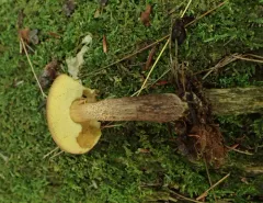 Boletellus chrysenteroides thumbnail 4