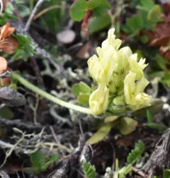 Maydell's Point-vetch thumbnail 1