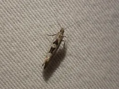 Ypsolopha dorsimaculella thumbnail 2