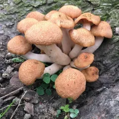 Ringless Honey Mushroom thumbnail 4