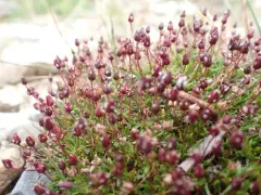 Elegant Stitchwort thumbnail 1