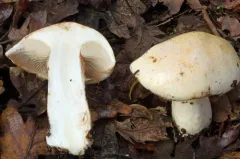 Pale Fragrant Cort thumbnail 4