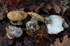 Calonarius xanthodryophilus thumbnail 2