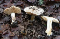 Phlegmacium aurescens thumbnail 3