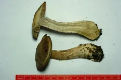 Cortinarius duboisensis thumbnail 2
