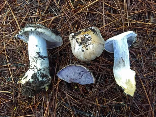 Phlegmacium subfoetens