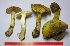 Calonarius amabilis thumbnail 2