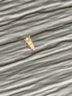 Erythroneura calycula thumbnail 3