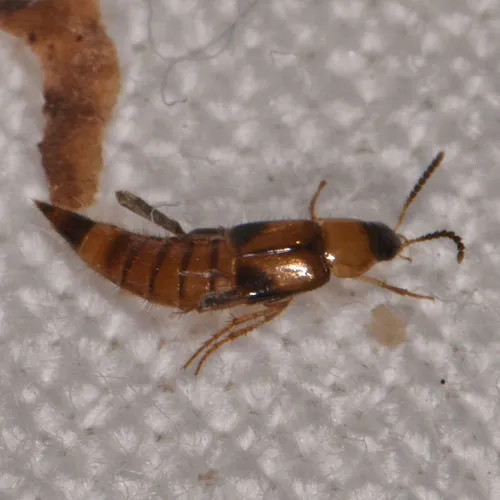 Lordithon facilis