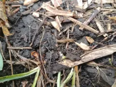 Northern Rock Crawler thumbnail 2
