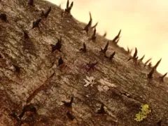 Durandiella fraxini thumbnail 4