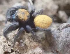 Phidippus nikites thumbnail 3