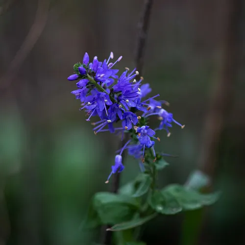 Broadleaf Speedwell