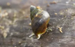 Newcomb's Littorine Snail thumbnail 2