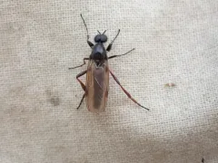 Bibio brunnipes thumbnail 2