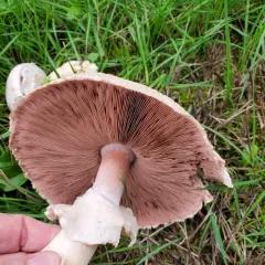 Yellow Stainer thumbnail 3