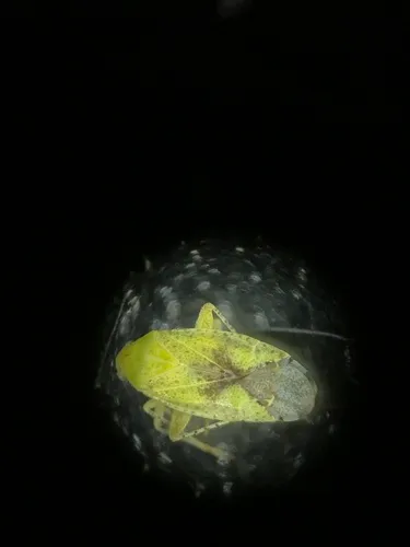 Tucker's Mirid