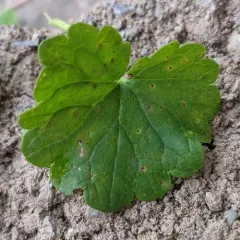 ground ivy rust thumbnail 4