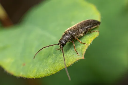 Pitchblack Soft-bodied Beetle