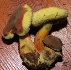 Hortiboletus coccyginus thumbnail 3