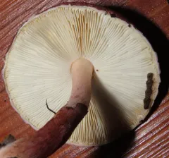 Lepiota decorata thumbnail 2
