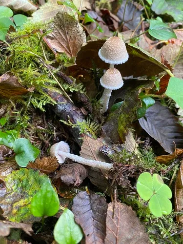 Psathyrella fibrillosa