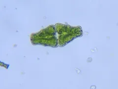 Euastrum didelta thumbnail 2