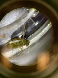 Cymatia americana thumbnail 2
