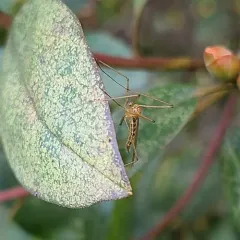 Cladura flavoferruginea thumbnail 3