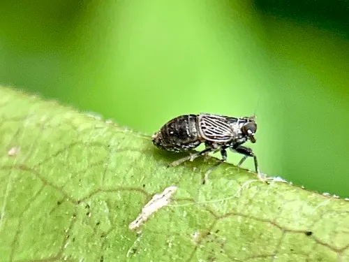 Pissonotus brunneus